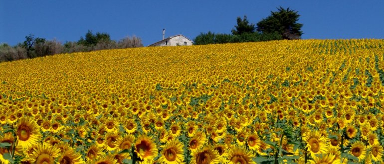 Il campo, sperimentabile